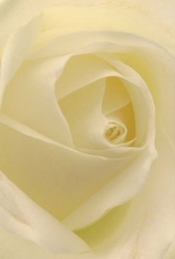 This close-up arrangement reveals the soul of a classic rose, with layers of creamy, almost luminescent petals unfurling in harmonious spirals-a familiar comfort for those who stroll along Isleworth's leafy Church Street. Every petal is smooth and velvety under diffused light, intermingling gentle whites and pale lemon hues in a tableau of calm sophistication. The natural curves invite a tactile exploration, recalling the serene early hours in Redlees Park when the world feels hushed and full of promise. There is an unspoken elegance to this rose, its perfection mirrored in the thoughtful work of Florist Isleworth-local artisans who know how to capture emotion through the language of flowers. The bloom exudes a soft, uplifting presence, ideal for anniversaries, intimate celebrations, or as a subtle offering of sympathy. Whispers of fragrance rise-soothing, unassuming, and evocative of precious memories. Its layered core symbolizes resilience and grace, much like the enduring spirit of Isleworth's riverside community. Captured here in radiant detail, the rose becomes more than a flower: it is a visual poem of tranquillity and heartfelt artistry, ready to deliver comfort and connection throughout the local area.