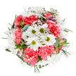 This expertly constructed bouquet by Isleworth's local florists captures the uplifting spirit of springtime along the Thames-white daisies with sunny green centers bask among plush waves of coral-pink carnations, each ruffled petal crafted for just the right hint of softness and joy. Airy sprigs of baby's breath flow throughout the arrangement, their delicate blooms twinkling like starlight above Syon Park, and interlaced eucalyptus leaves add a gentle fragrance and calming, muted hue. Subtle buds of alstroemeria, streaked in rose and mauve, peep from the greenery, suggesting new beginnings in this harmonious, full-circle design. Every floral element is nestled in a cloud of varied greens that frame the bouquet with both order and abundance-much like the gardens and tree-lined streets of Isleworth itself. The palette glows with freshness, ideal for a birthday surprise, a heartfelt thank you, or simply brightening a loved one's morning in Old Isleworth or along London Road. This arrangement overflows with cheerful energy and a sense of renewal, expressing a commitment to local craftsmanship and floral artistry. Each blossom speaks to a moment of celebration, expertly curated to bring joy and comfort throughout the neighbourhood.